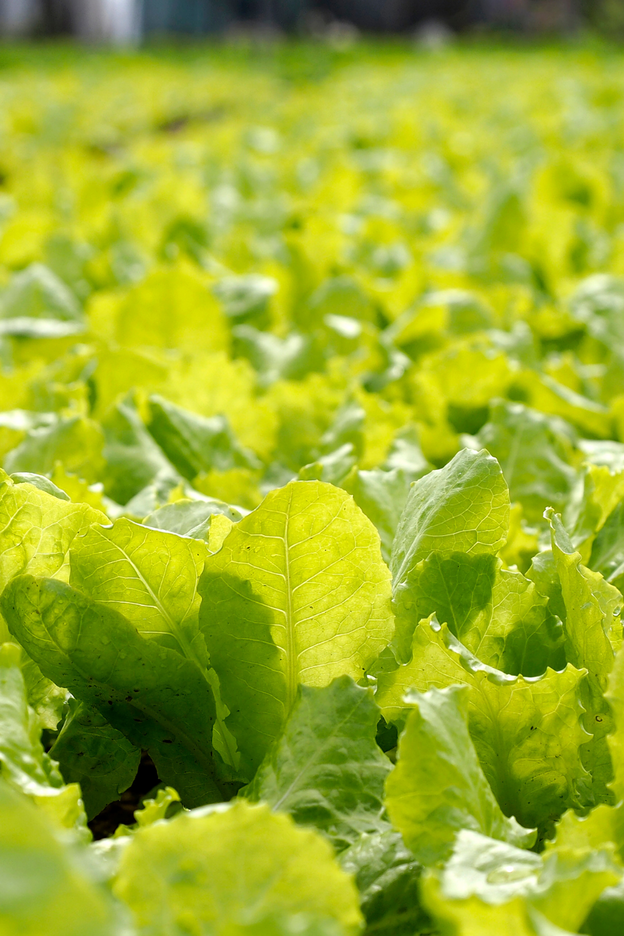 Salat Salat auf dem Feld